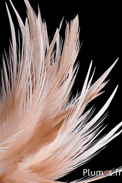 Gru comune - sbiancato - 21-25 cm - crema